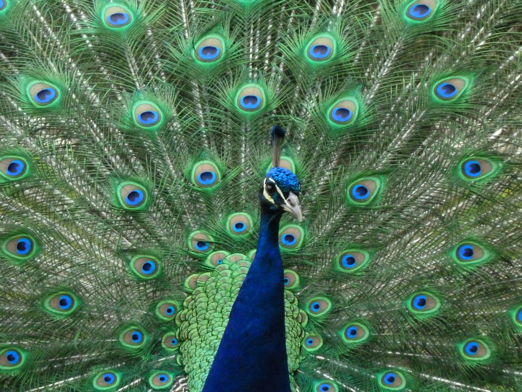 Display an image of a peacock in the south of your home for friendship success feng shui