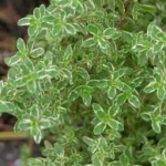 Thyme Tea – An Effective Treatment For Coughs!