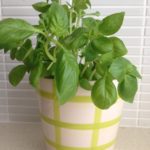 How To Store Fresh Herbs